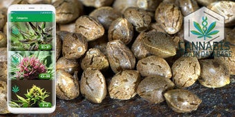 Imagen 0 para Cannabis Strains Database