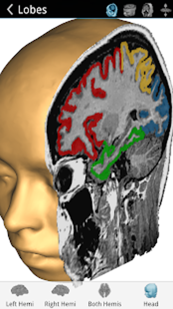 Imagen 1 para Brain Tutor 3D