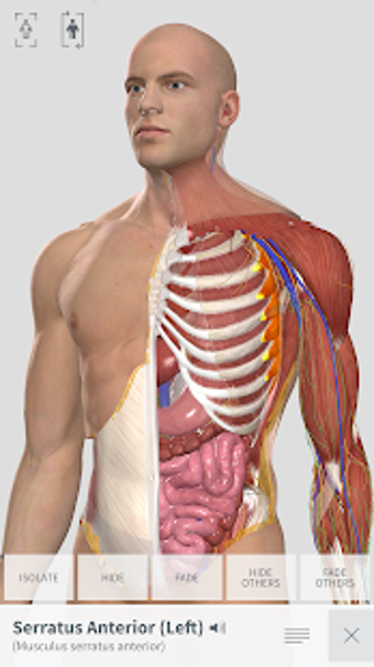 Image 3 for Complete Anatomy for Andr…