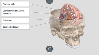 Image 0 for Complete Anatomy for Andr…
