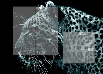 Image 1 for Capture View