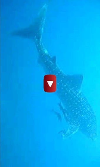 Imagen 3 para Scuba Diving