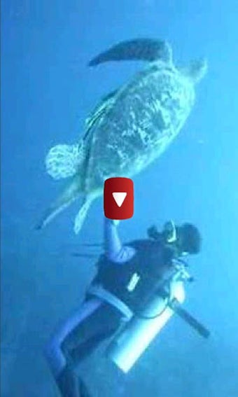 Imagen 0 para Scuba Diving