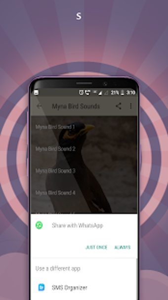Image 0 for Myna Bird Sounds