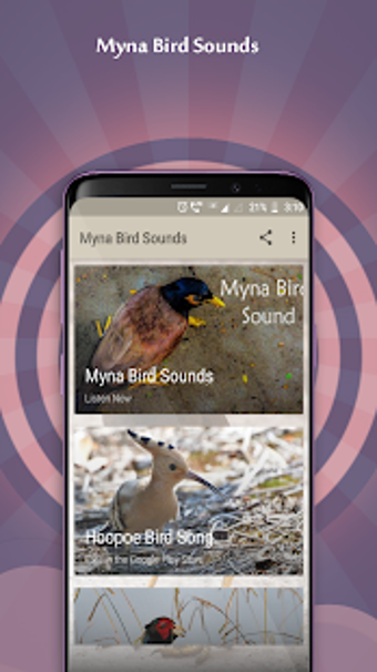 Image 3 for Myna Bird Sounds
