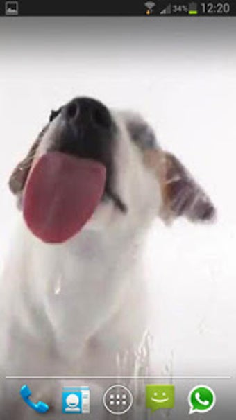 Image 0 for Dog Licks Screen Lwp Free