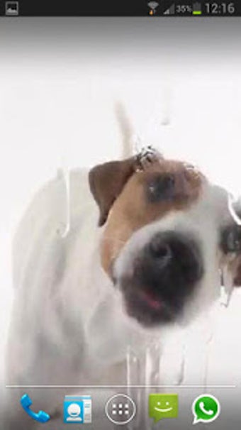 Image 2 for Dog Licks Screen Lwp Free