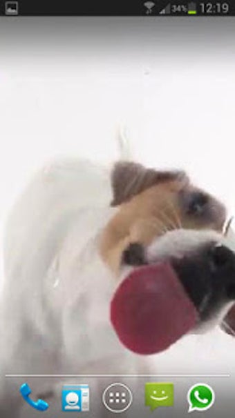 Image 1 for Dog Licks Screen Lwp Free