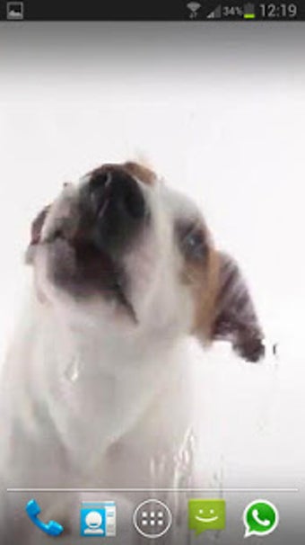 Imagen 2 para Dog Licks Screen Lwp Free