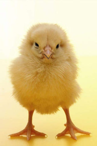 Image 0 for A Talking Chick