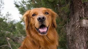 Image 2 for Golden Retriever Wallpape…