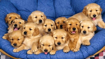 Image 1 for Golden Retriever Wallpape…