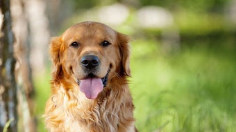 Image 0 for Golden Retriever Wallpape…