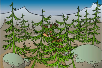 Image 0 for Peekaboo HD Forest