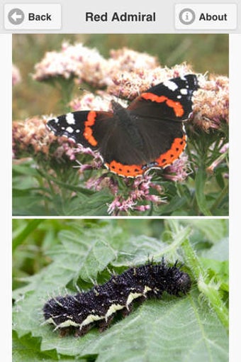 Image 0 for Butterfly Directory