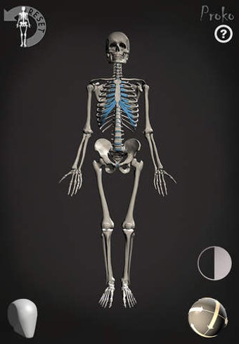 Image 0 for Skelly - Poseable Anatomy…