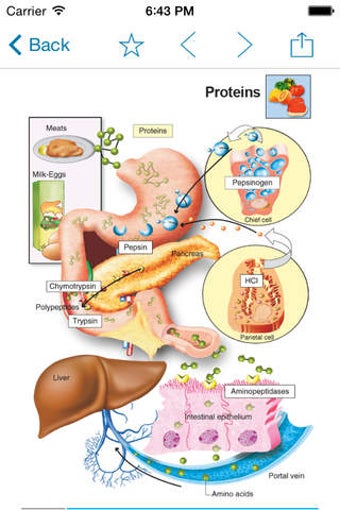 Image 0 for Miniatlas Obesity