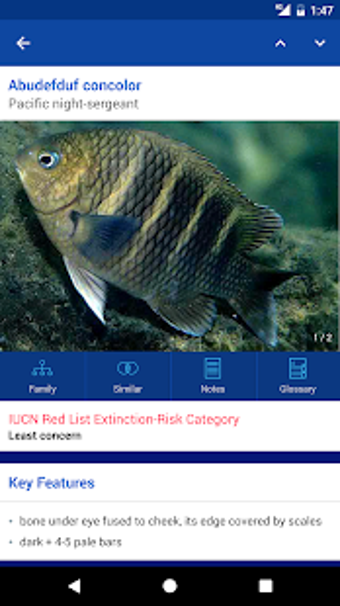 Image 1 for Fishes: East Pacific