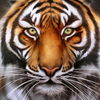 Image 0 for Tiger Live Wallpaper