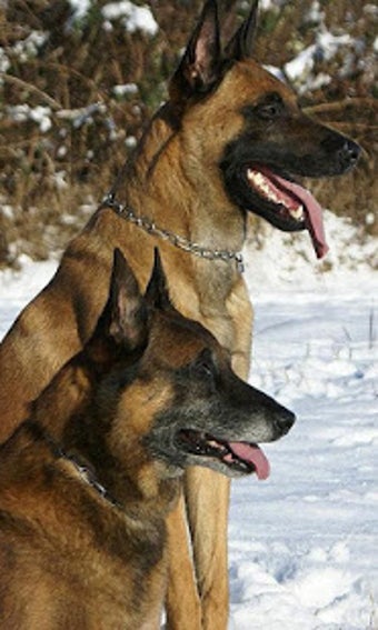 Image 2 for Belgian Malinois Wallpape…