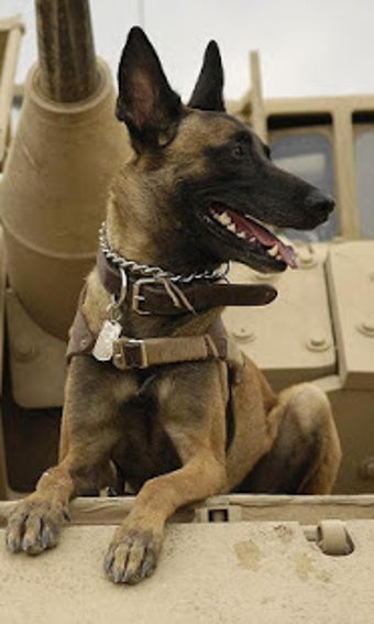 Image 1 for Belgian Malinois Wallpape…