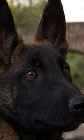 Image 3 for Belgian Malinois Wallpape…
