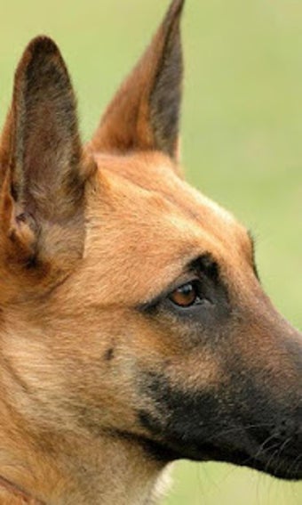 Image 0 for Belgian Malinois Wallpape…