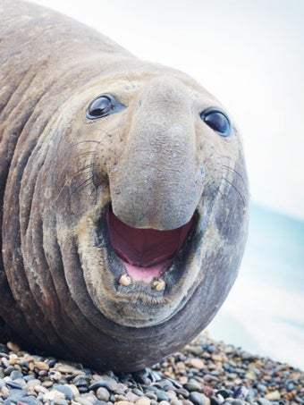 Imagen 5 para Sea Life Lite