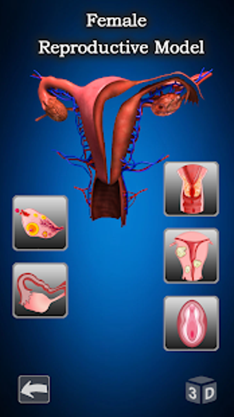 Image 2 for Female Anatomy : Woman Bo…