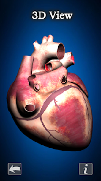 Image 1 for Female Anatomy : Woman Bo…