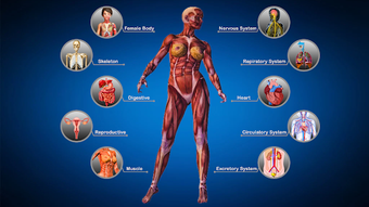 Image 0 for Female Anatomy : Woman Bo…