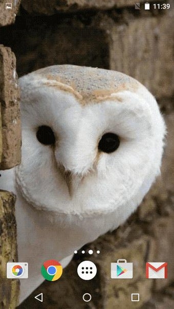 Image 1 for Owl Live Wallpaper