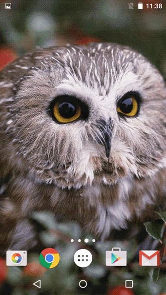 Image 1 for Owl Live Wallpaper
