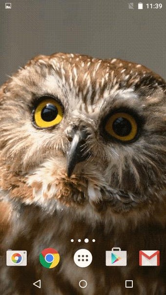 Image 3 for Owl Live Wallpaper