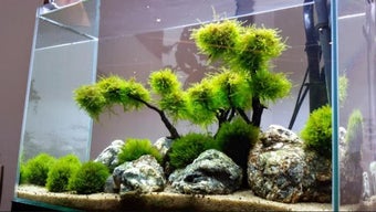 Imagen 0 para Aquarium Aquascape Design