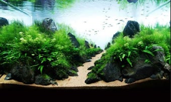 Imagen 1 para Aquarium Aquascape Design