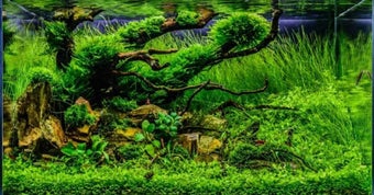 Imagen 2 para Aquarium Aquascape Design