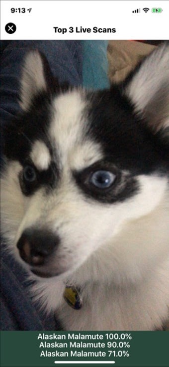 Image 0 for Dog Breed Identifier