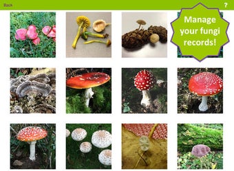 Image 0 for Fungi Recorder