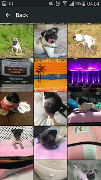 Imagen 3 para Pug Dog