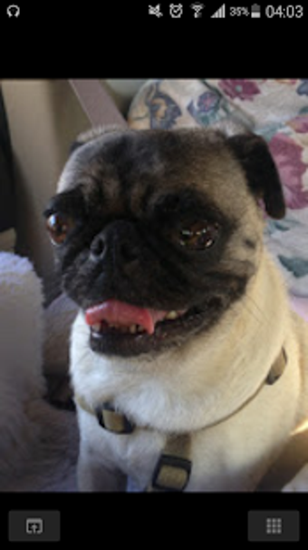 Imagen 2 para Pug Dog