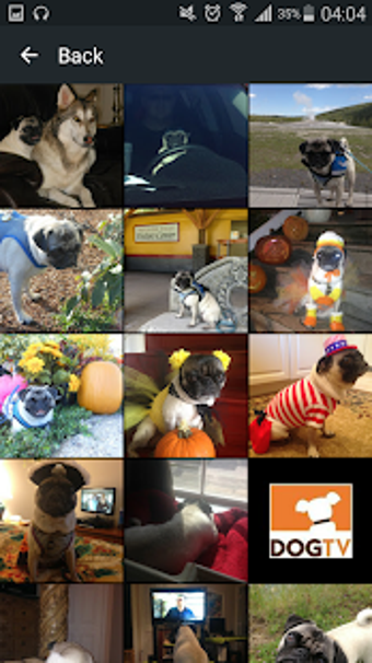 Imagen 1 para Pug Dog