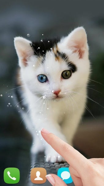 Imagen 1 para Cute cat Live wallpaper