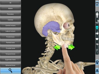 Image 2 for Anatomy 3D for iPad