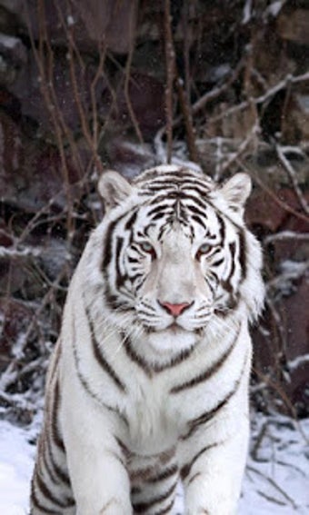 Image 1 for White Tiger Live Wallpape…