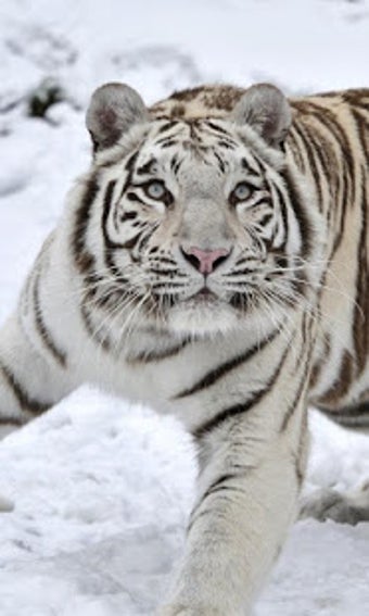Image 2 for White Tiger Live Wallpape…