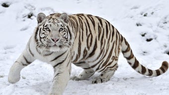 Image 0 for White Tiger Live Wallpape…