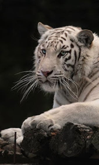 Image 3 for White Tiger Live Wallpape…