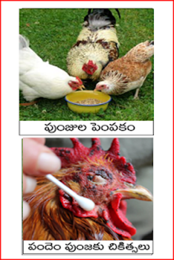 Image 1 for Kukkuta Sastram Telugu