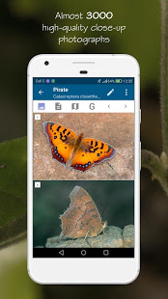 Imagen 3 para Woodhall's Butterflies RS…